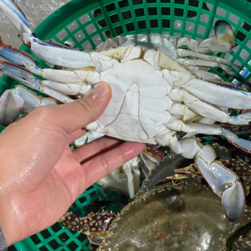 우리게직판장