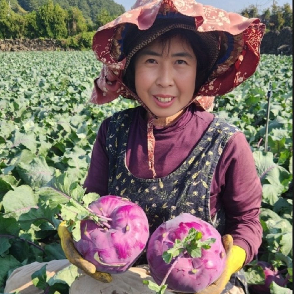 제주 울엄마 직접 농사지은 콜라비 3kg 5kg 10kg