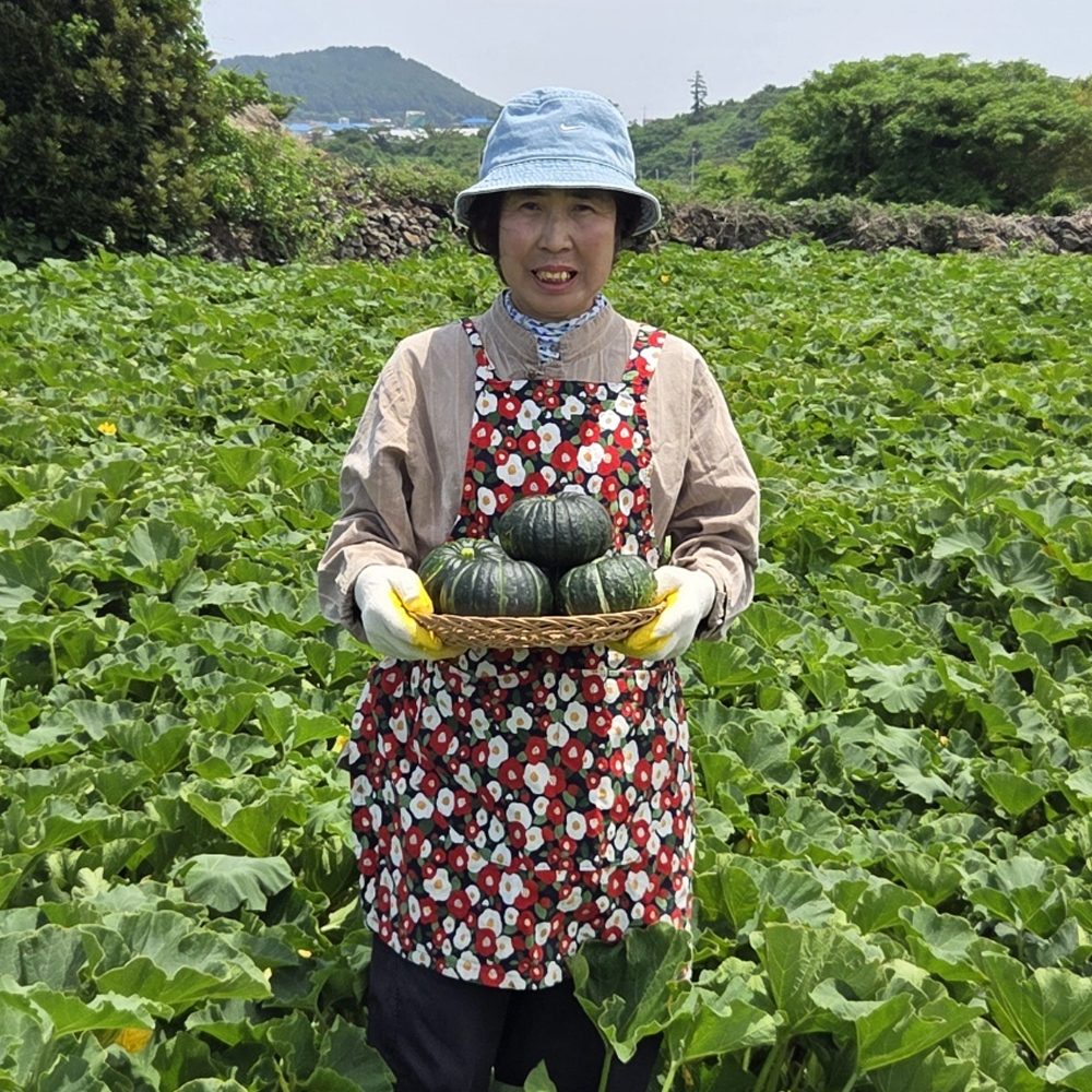 제주 울엄마 직접 농사 지은 미니단호박 보우짱 판매해요