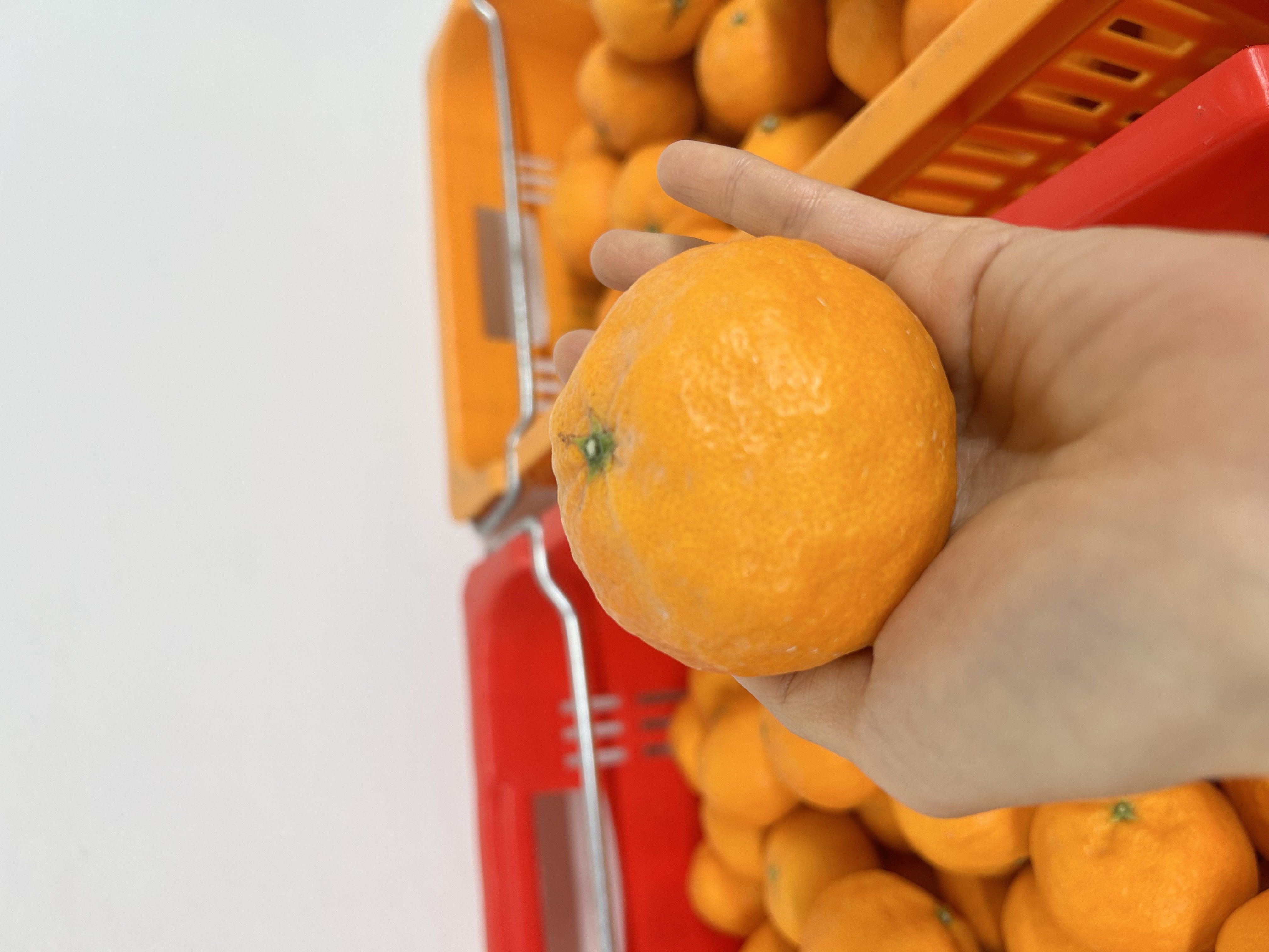드디어 왔다~! 제주농장 카라향 5kg -> 23,900원 25년 첫수확🍊