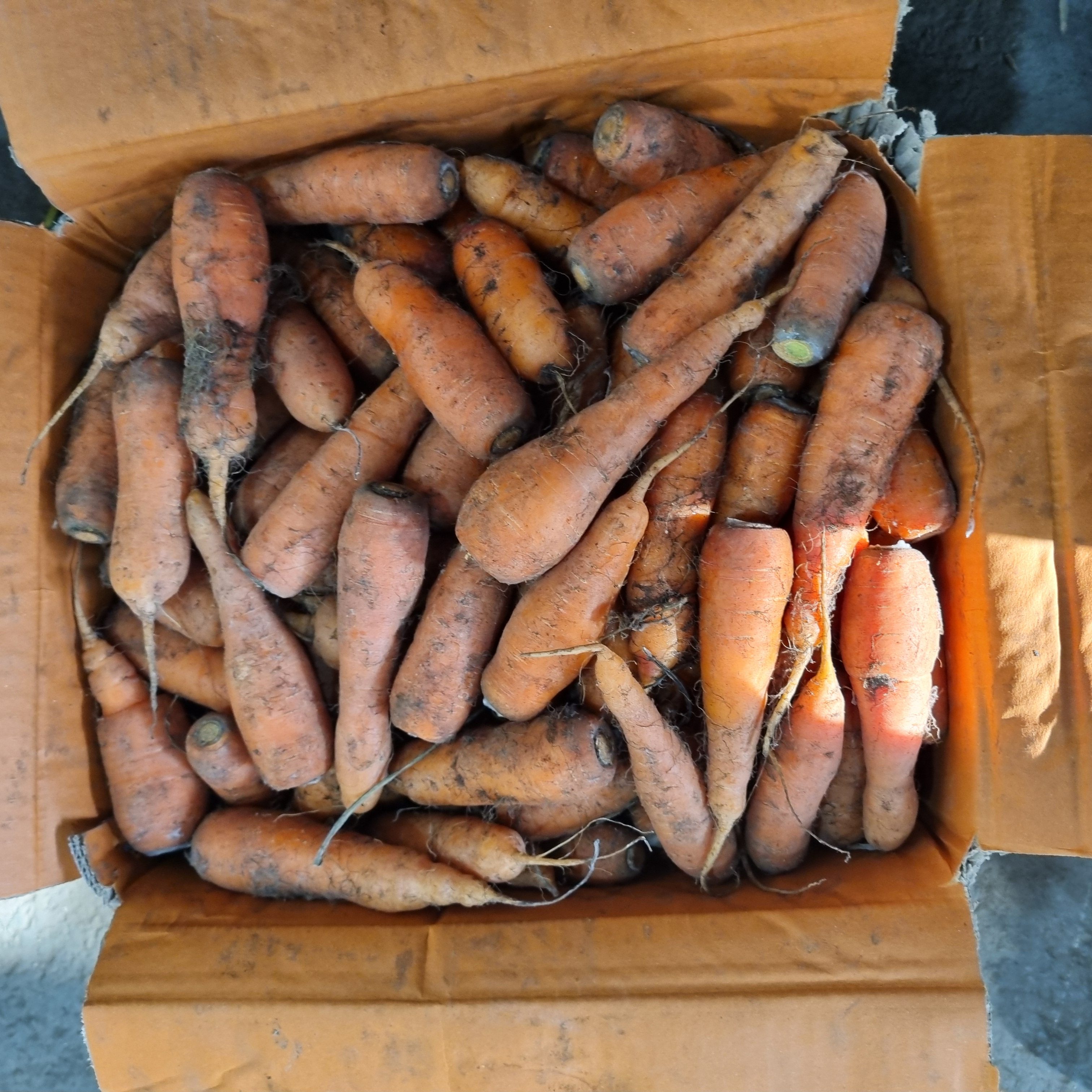 일주일특가! 🥕제주 구좌 흙당근 3kg 단돈 "9,900원" 무배로 드립니다!