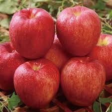 🍎달콤한 홍로의 계절~10kg 특템~