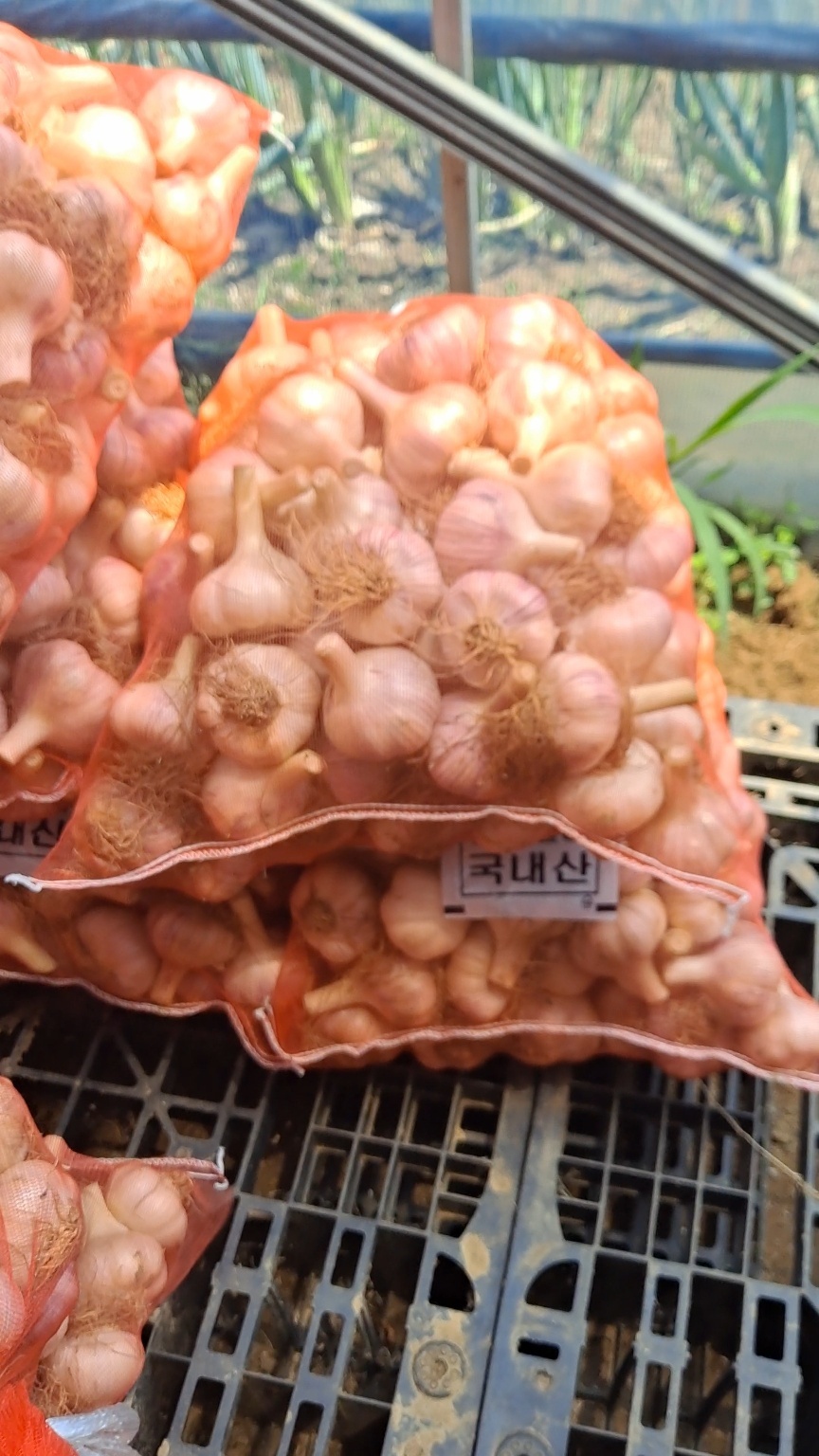 블루팜 picture 6