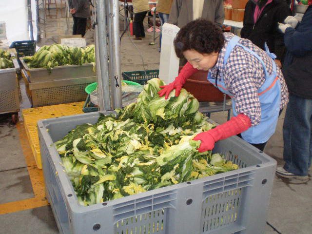 ��배춧값 더 오르기 전에 담아두세요! 전라도 해남 절임배추 사전예약 진행