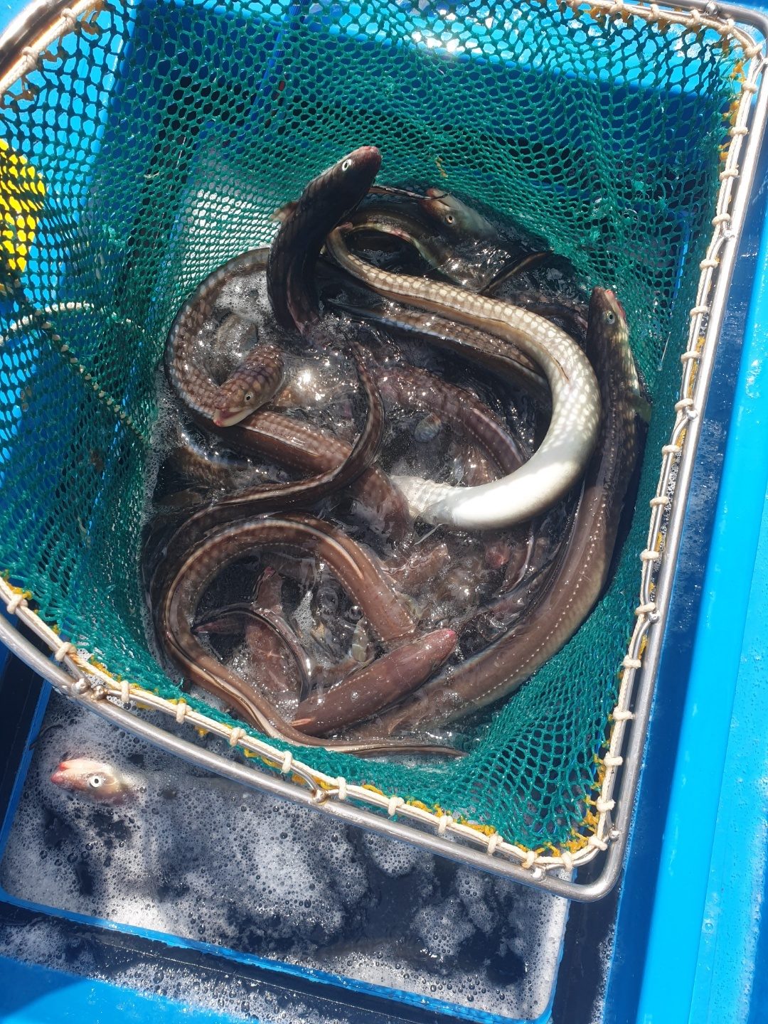 초복특가 풍천장어 원래 1마리 였는데 두마리나가요!