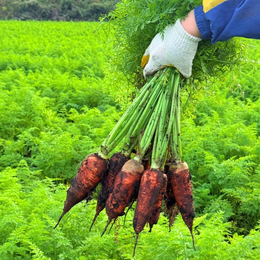 🥕🥕제주 구좌당근 특가 판매 시작🥕🥕