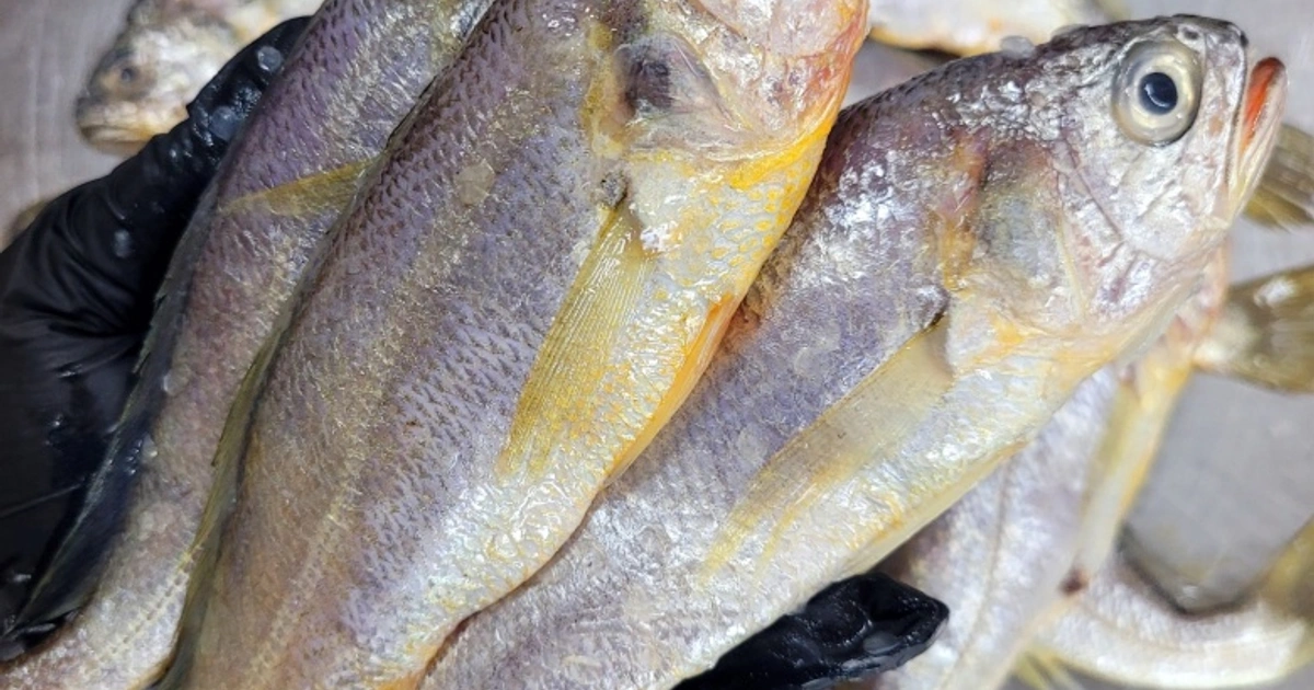 국내산 생물 참조기 2kg 총 30마리 21,900원! | 부산광역시 강서구 명지동 | 식품제조가공업 | 당근 비즈 소식