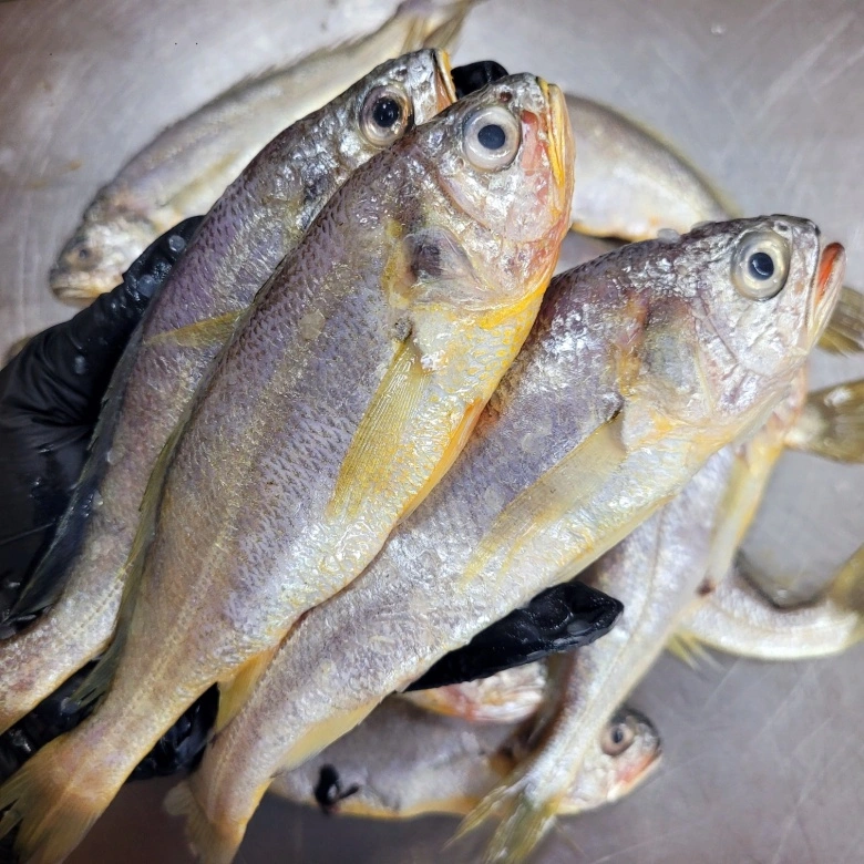 국내산 생물 참조기 2kg 총 30마리 21,900원! | 부산광역시 강서구 명지동 | 식품제조가공업 | 당근 비즈 소식