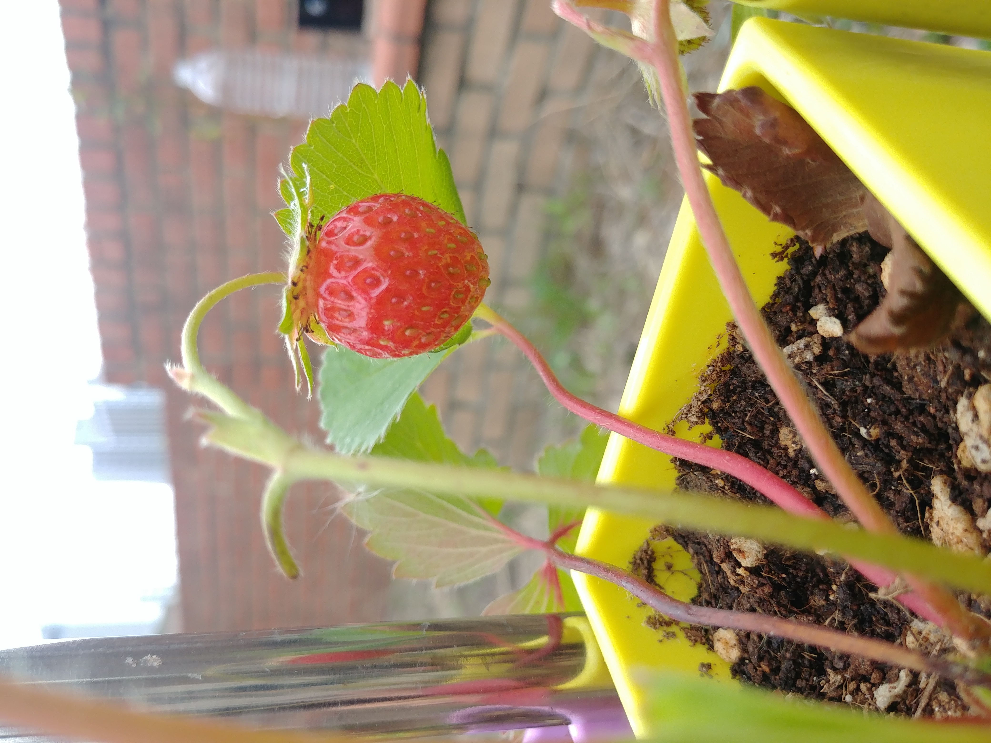 베란다 화분 picture 3