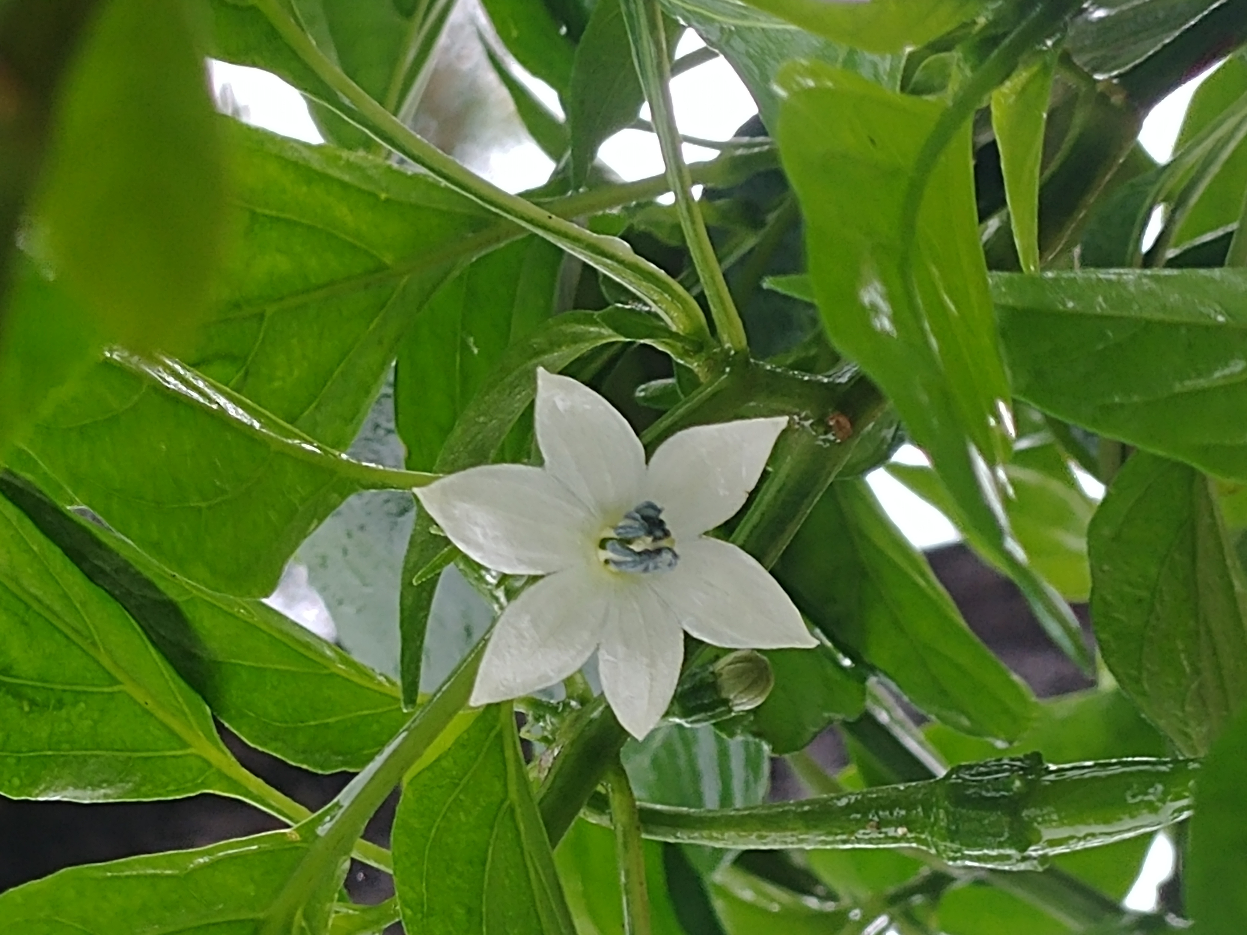 베란다 화분 picture 5