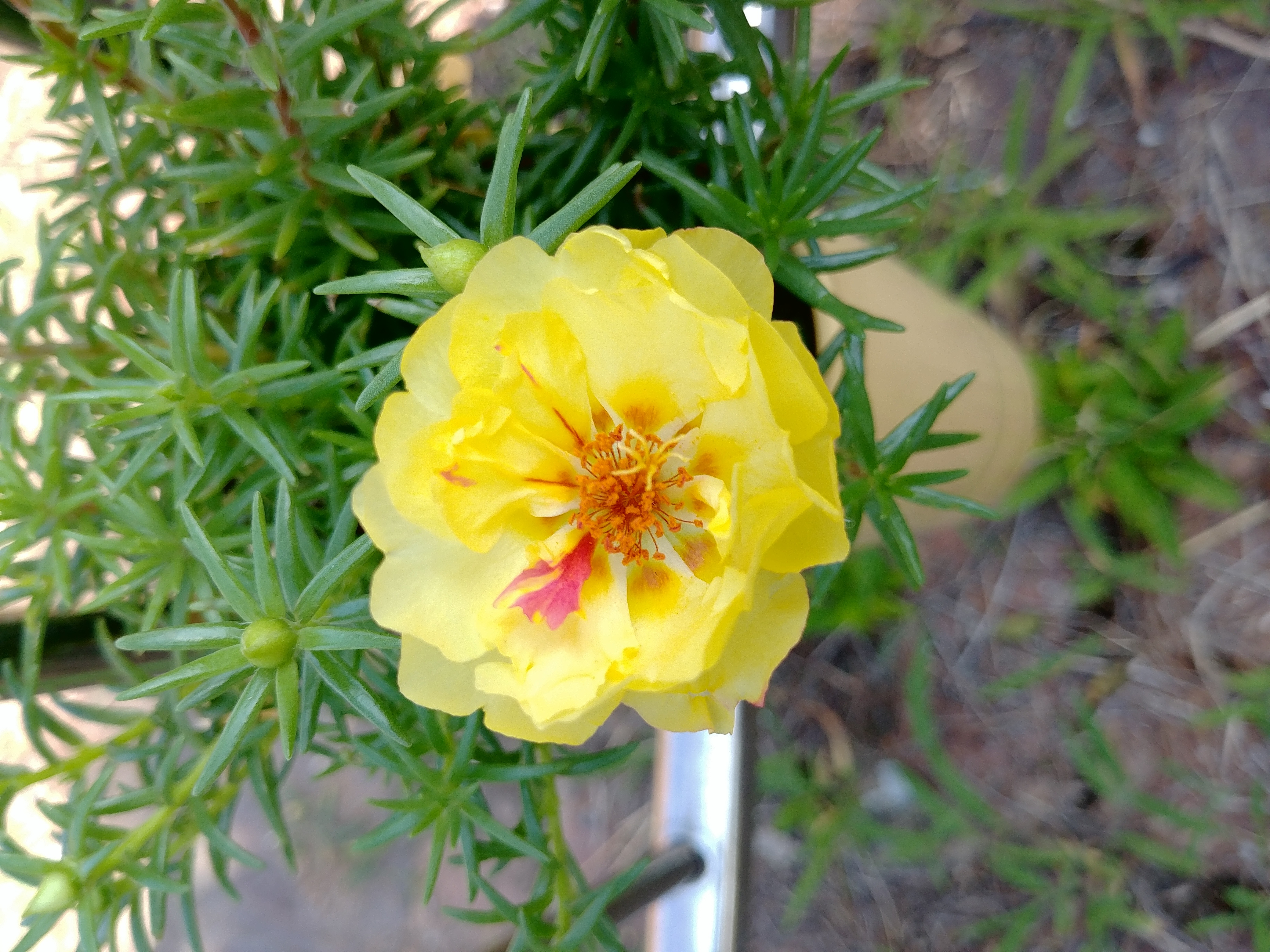 베란다 화분 picture 8