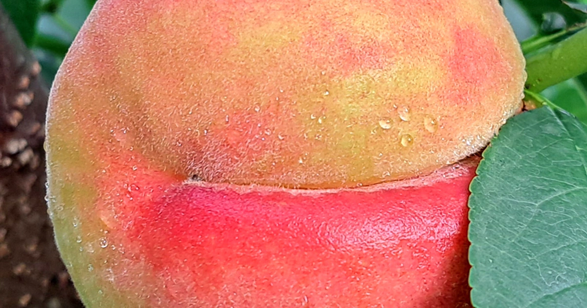 🍑 백화점에 가는 경봉 오도로끼 백도 복숭아래요~ | 경기도 시흥시 은행동 | 농산물종합판매 | 당근 비즈 소식