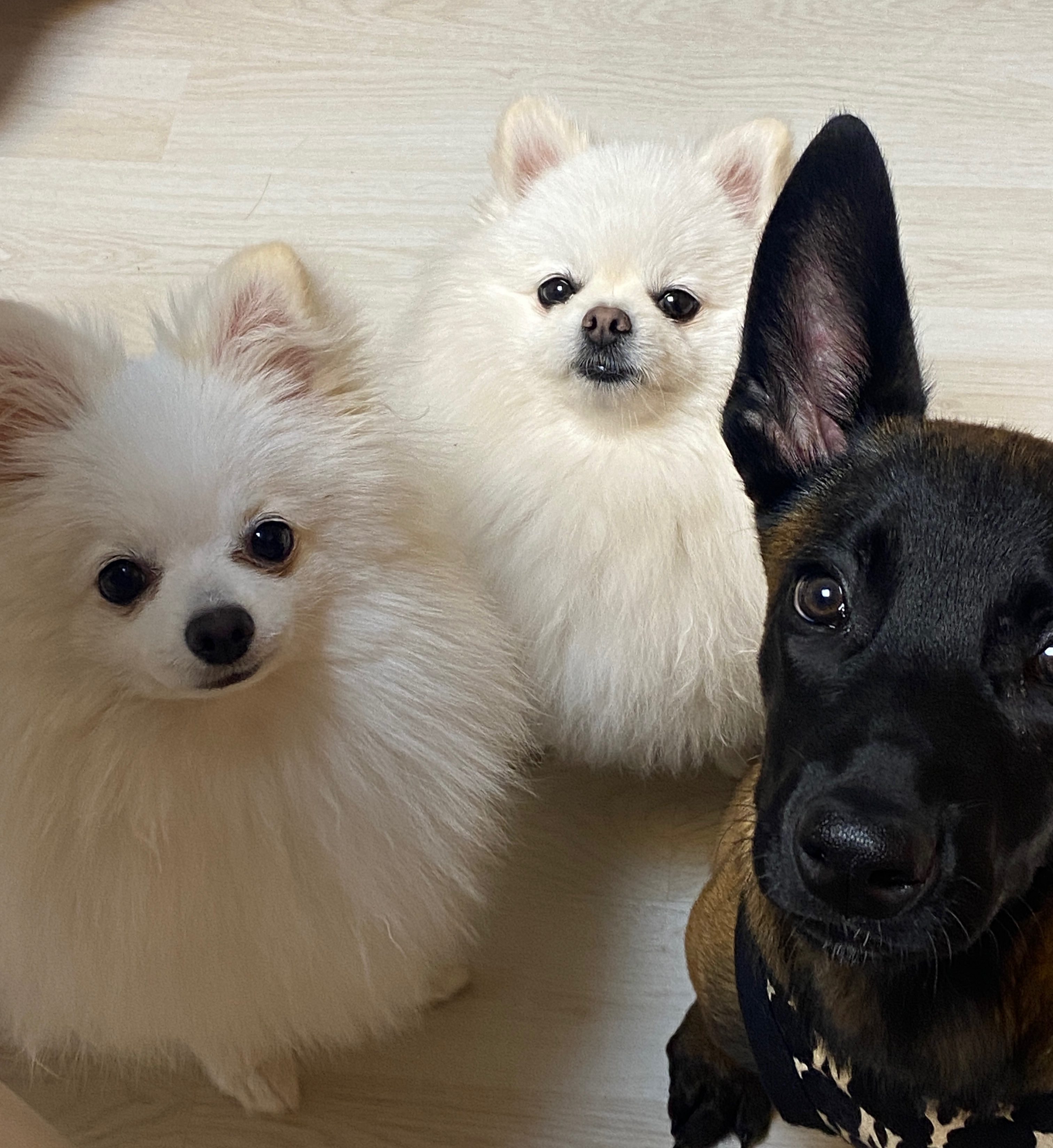 bondpet 반려동물 훈련 미용 펫시터