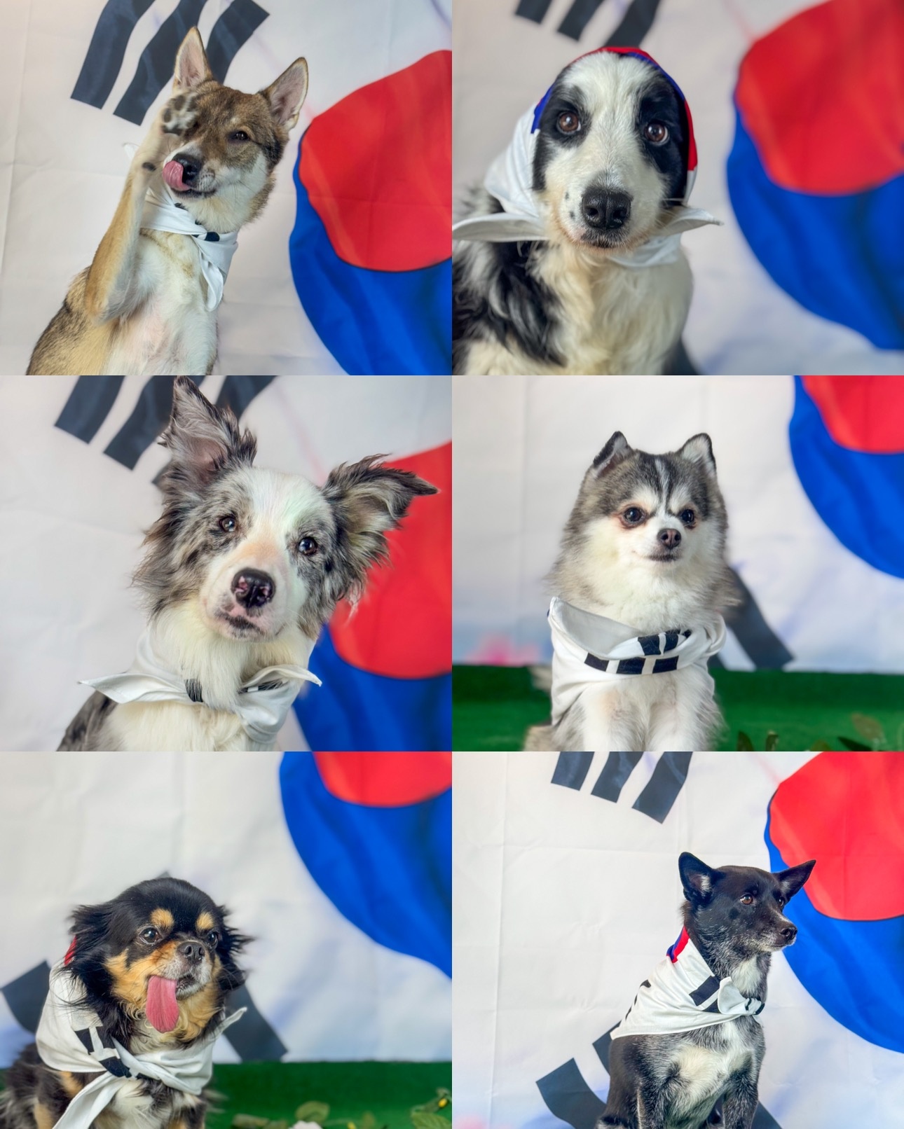 체인지 독 애견유치원 picture 1