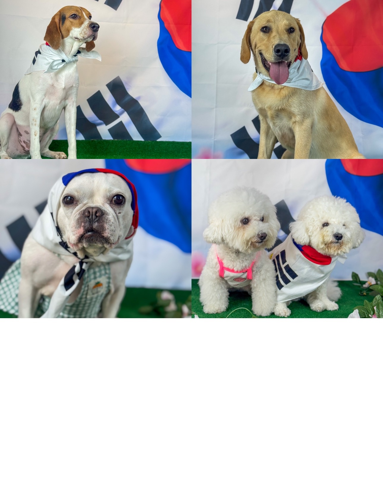 체인지 독 애견유치원 picture 2