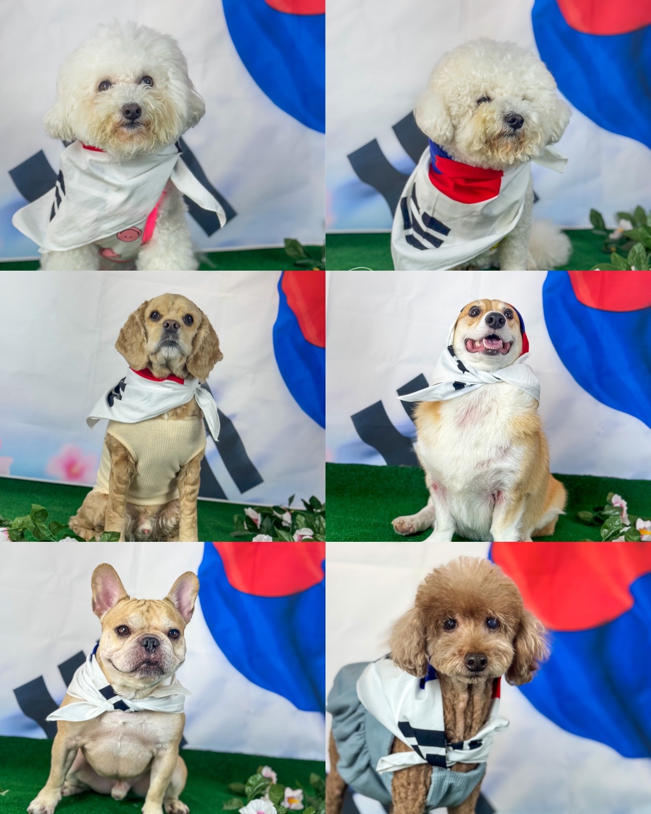 체인지 독 애견유치원 picture 3