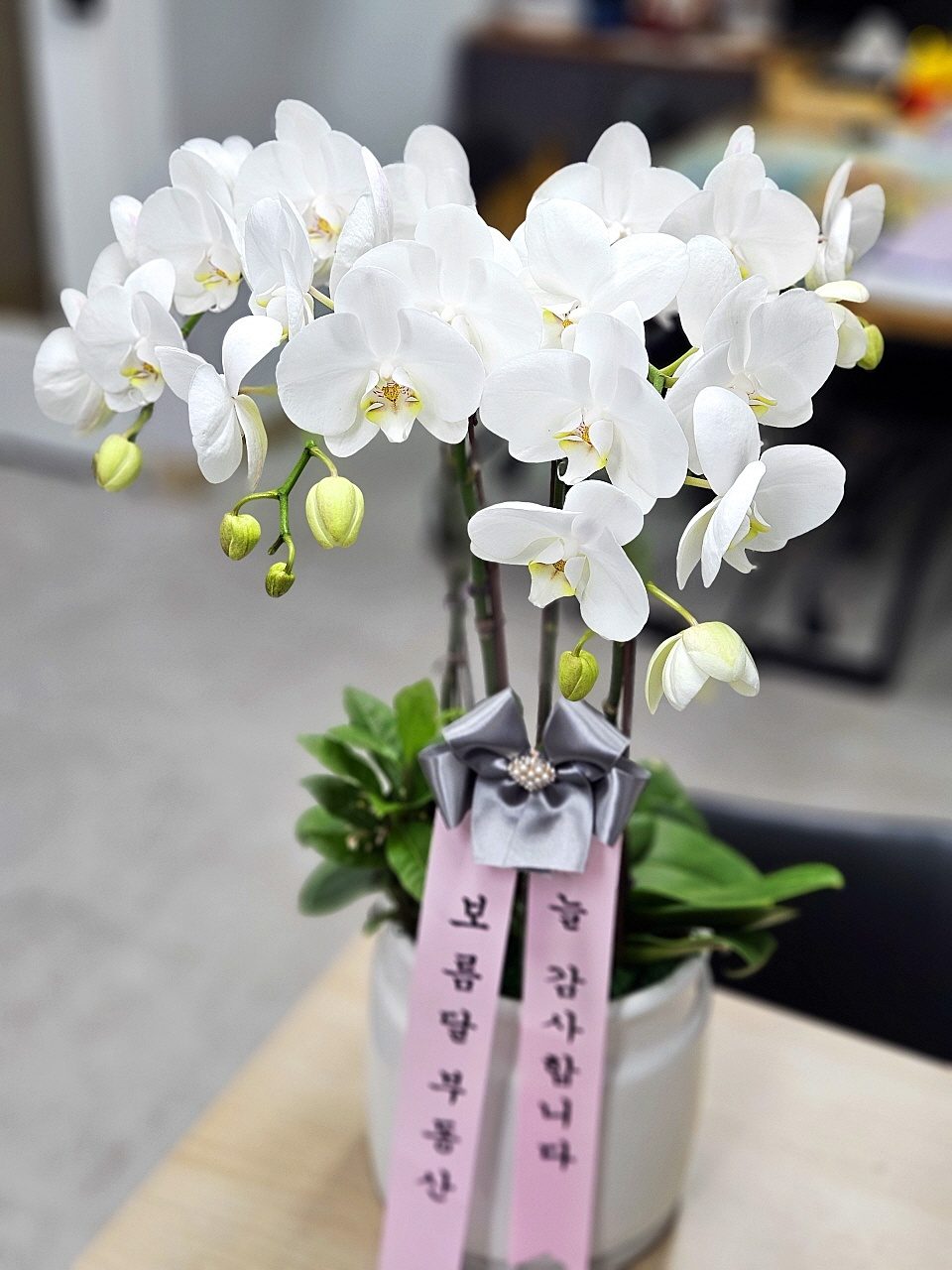 6년 인연 고객님의 깜짝 선물... 서양란에 감동 폭발