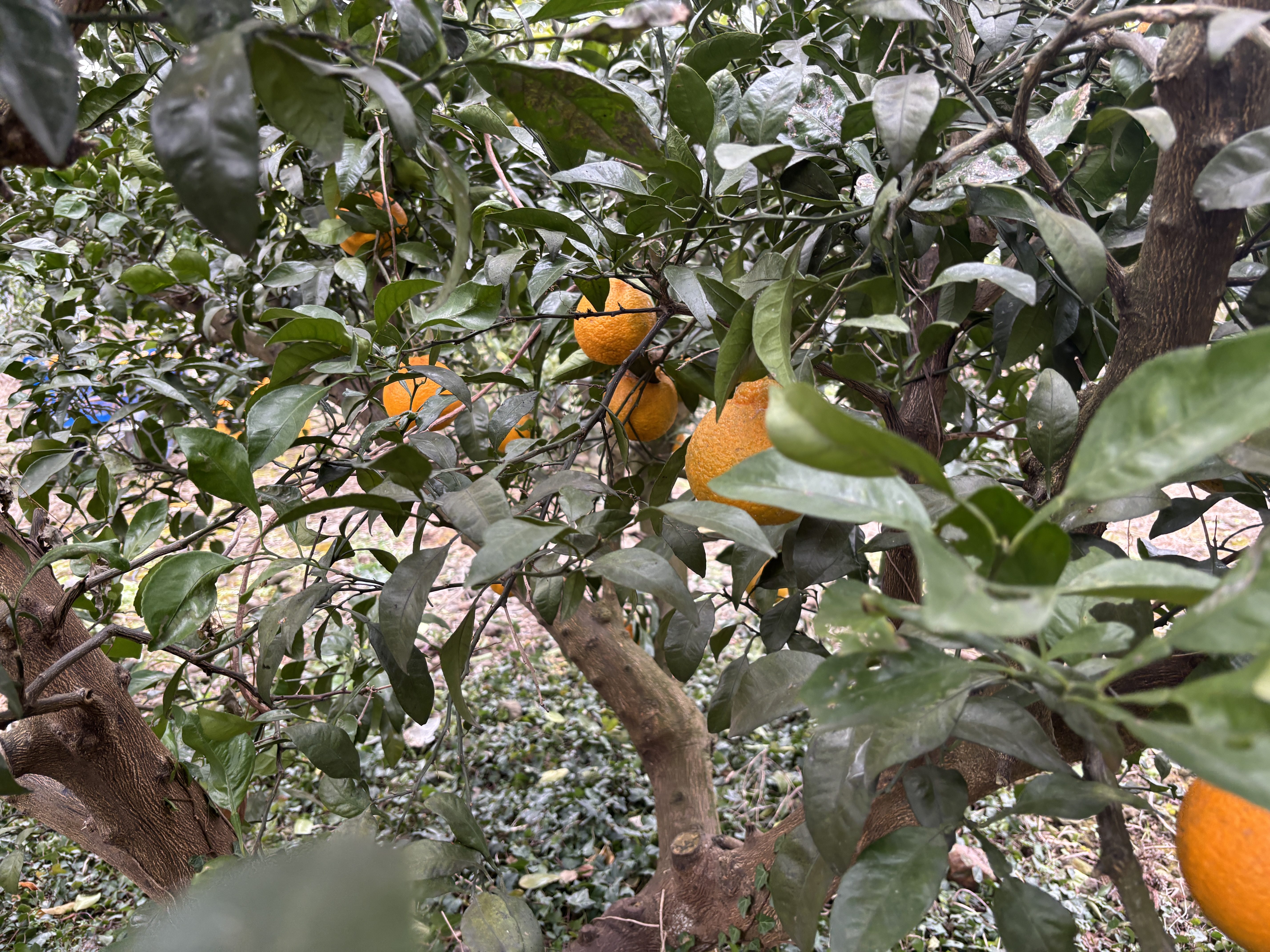 제주 농산물센터