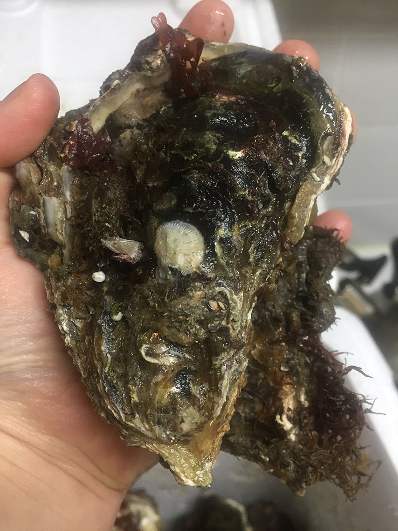 동원수산 | 전라남도 완도군 완도읍 | 수산물소매 | 당근 동네 업체