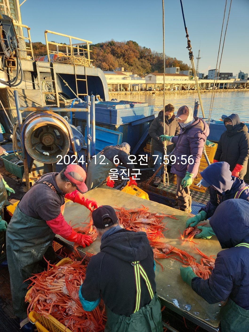 초대왕 박달홍게 배 들어왔어요. 29,900원. 찜비/배송비 무료.