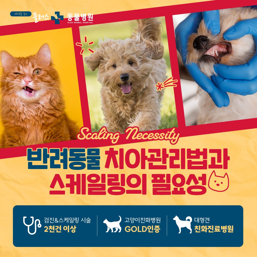 강아지&고양이 스케일링은 필수? 치과전문 플러스동물병원에서 알려드려요!