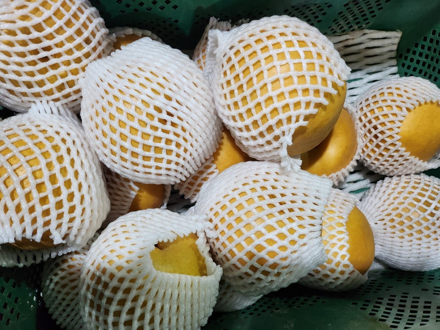 첫수확 꿀 배 5kg 19,900원/무료배송 가져가세