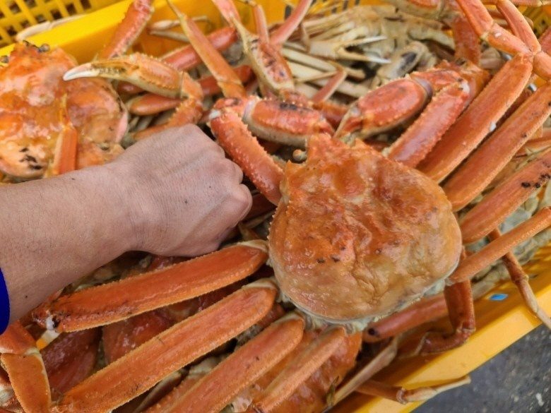갓 통관 된 수율 90% 왕빵 대게 kg 23,000원