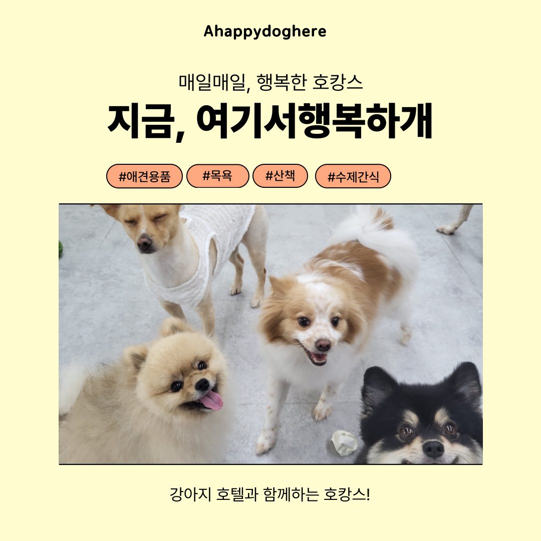 추석 연휴, 강아지 돌봄은 저희가 책임집니다! 🐶💖