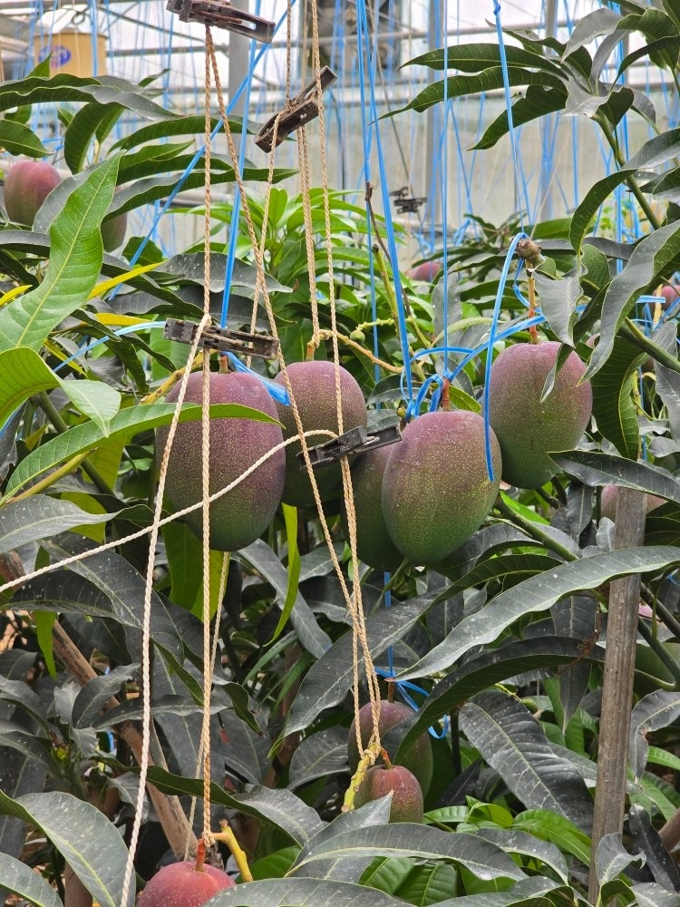 에이바이플러스 picture 3