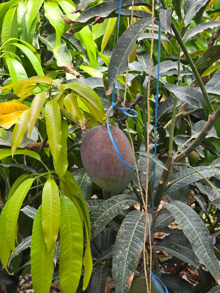 에이바이플러스 picture 2