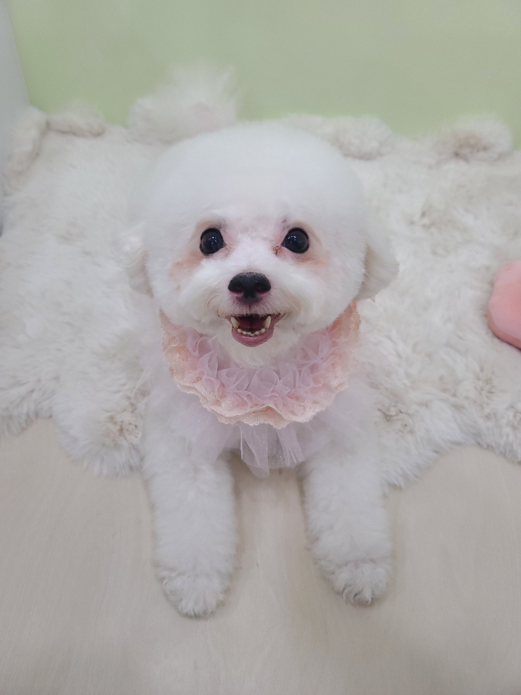 댕댕몽띠끄 picture 8