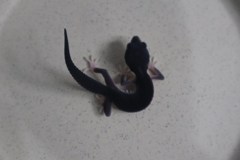 파블리 picture 8