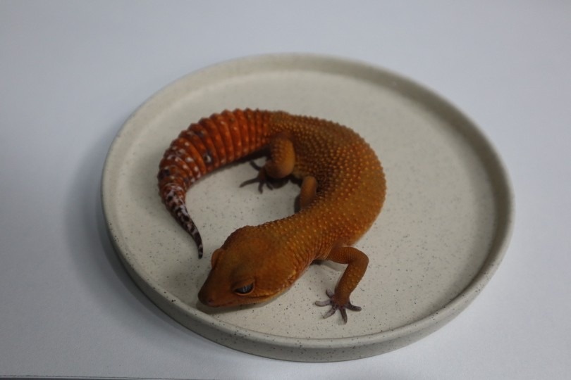 파블리 picture 9