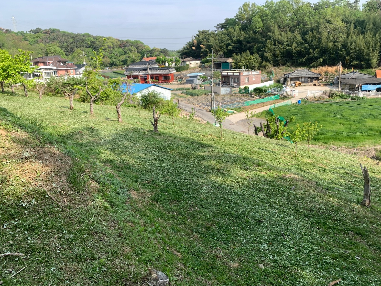 두더지조경 picture 4