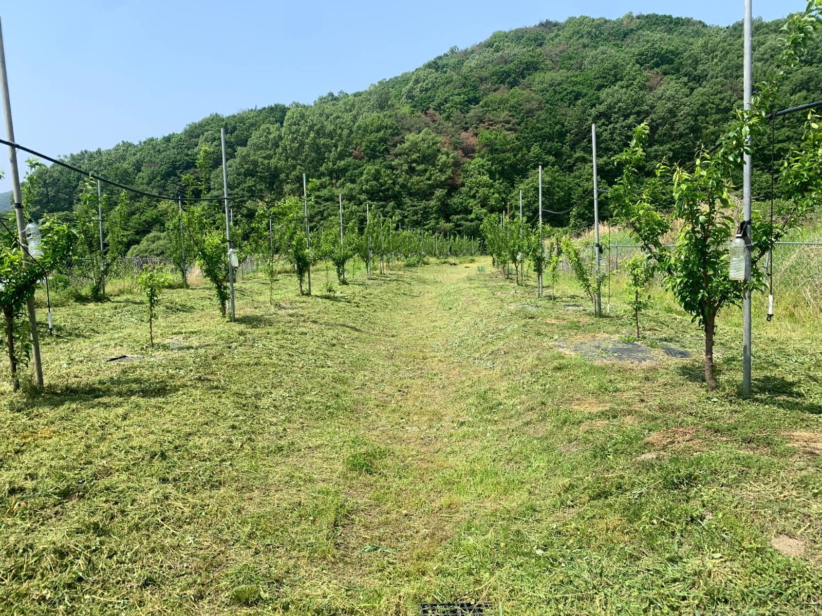 두더지조경 picture 3