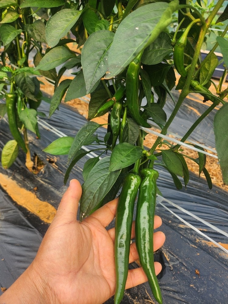 유기농고추 하늘농장 picture 0