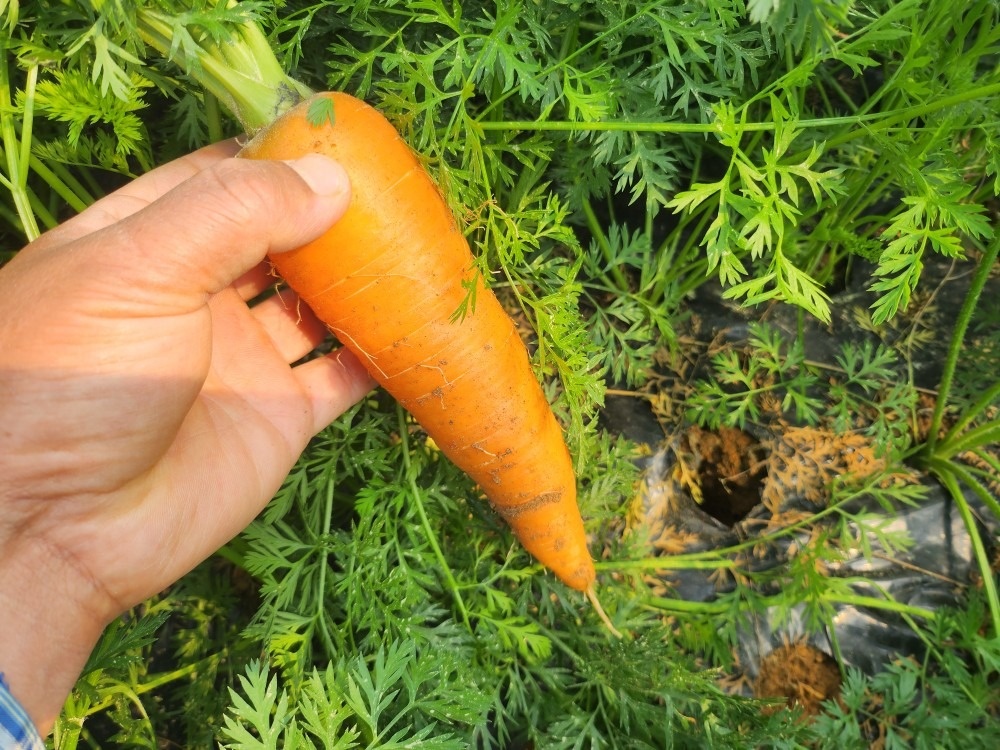 유기농고추 하늘농장 picture 1