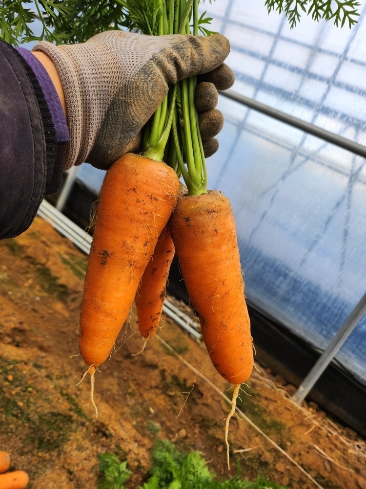 유기농고추 하늘농장 picture 3