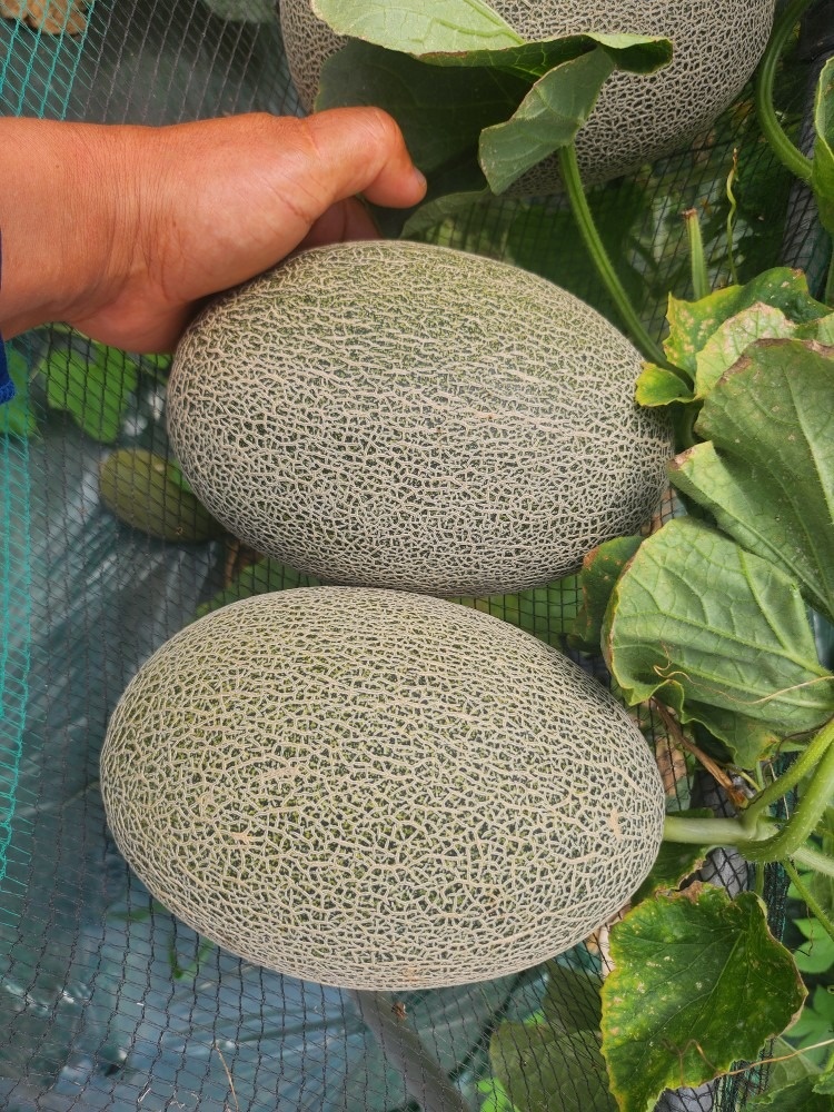 유기농고추 하늘농장 picture 7
