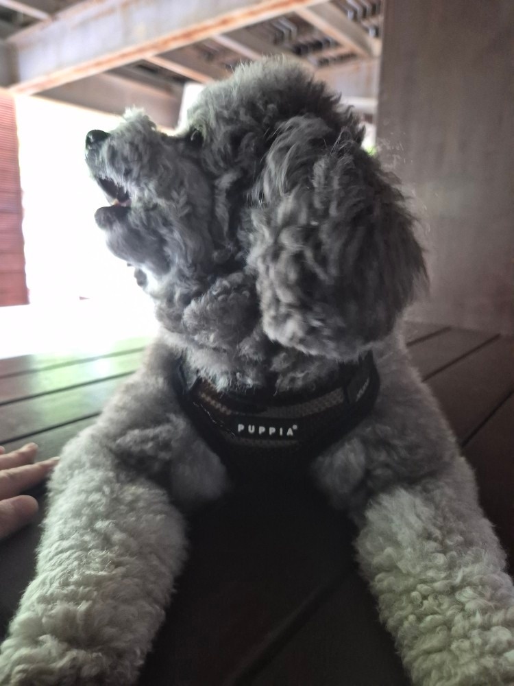 엘이네 picture 2
