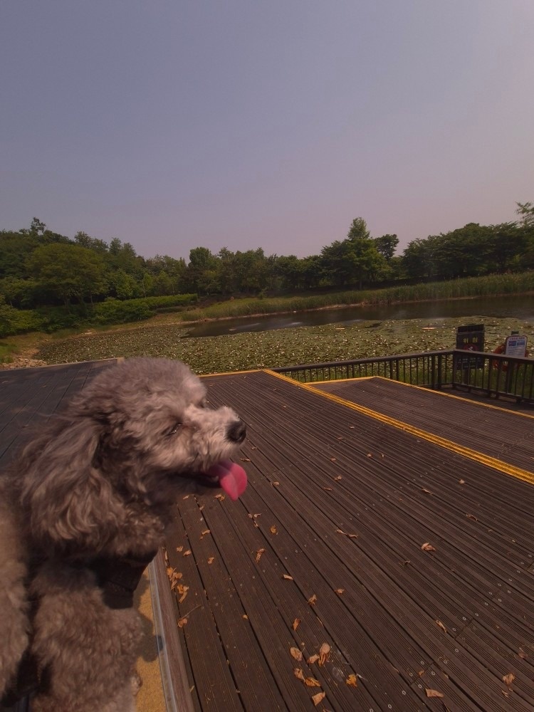엘이네 picture 4