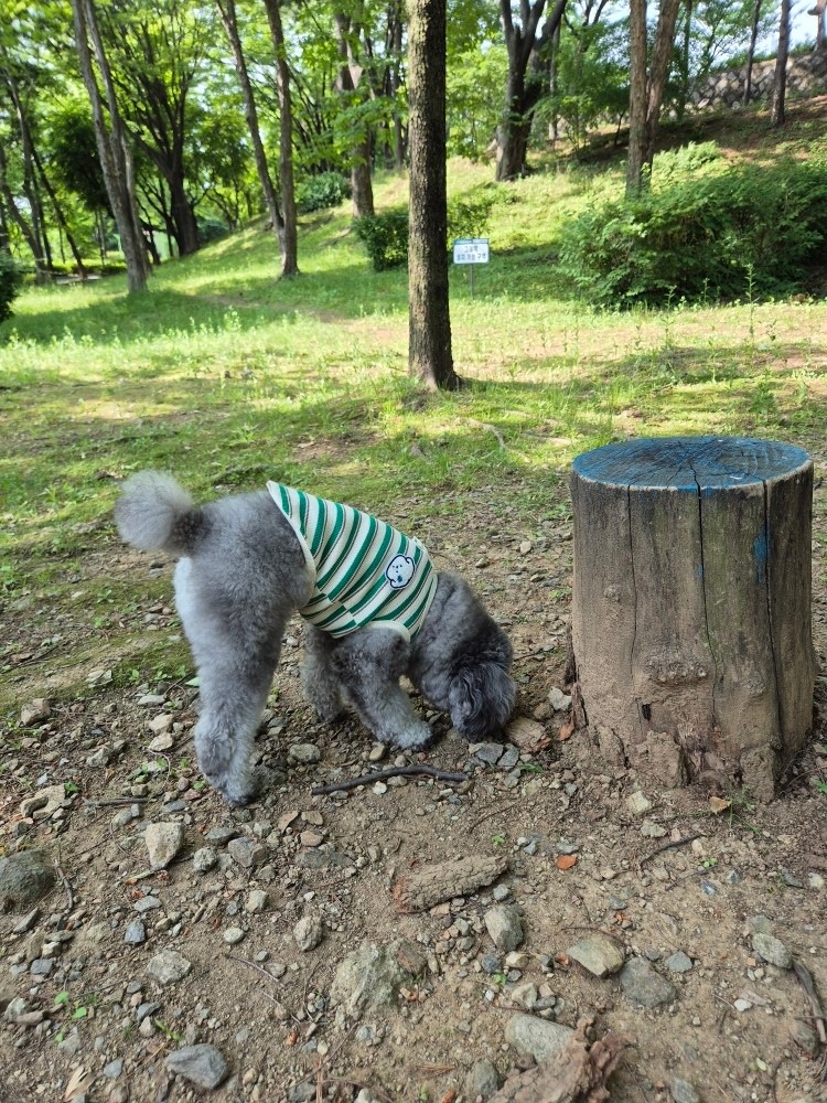 엘이네 picture 3