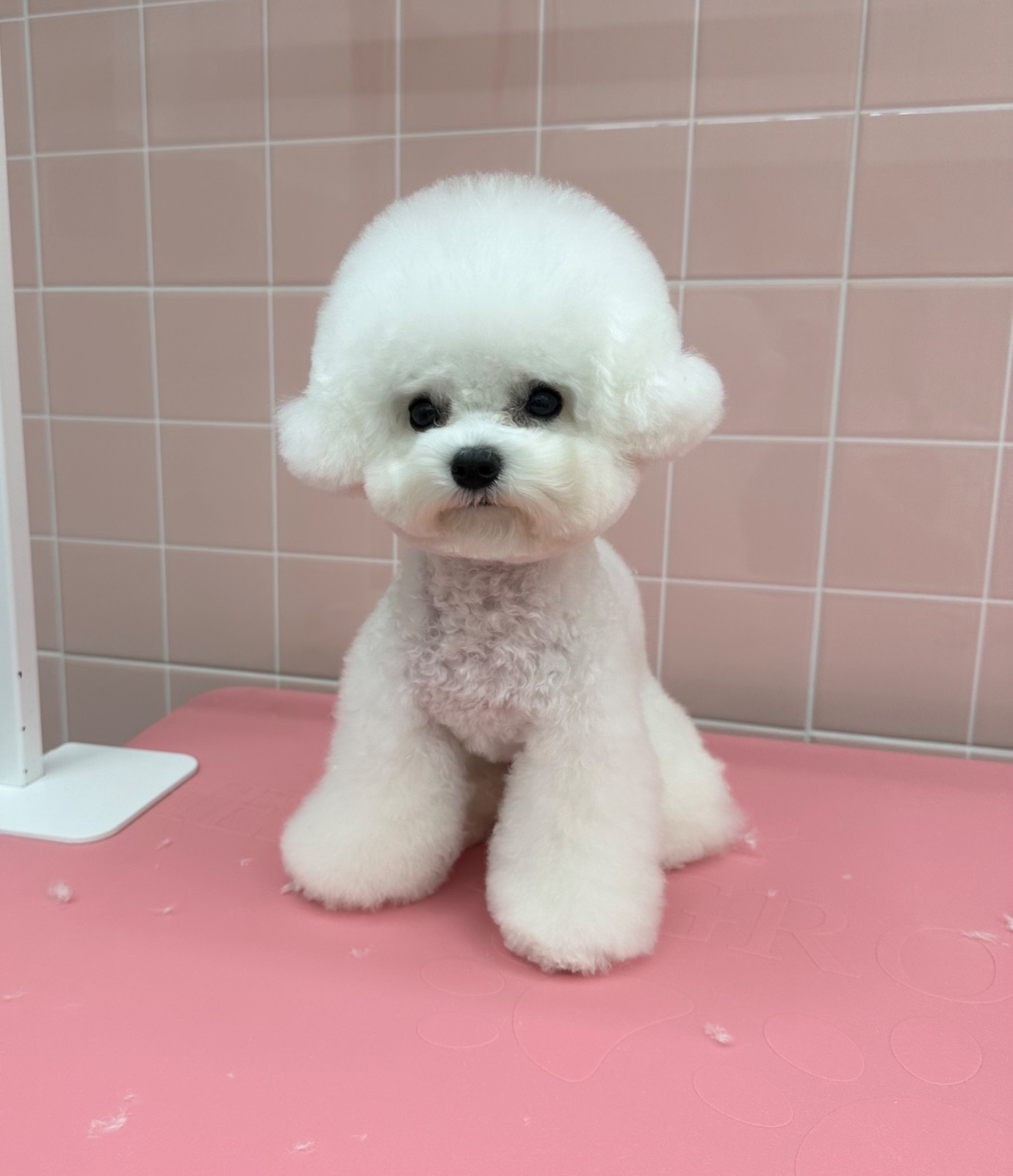 빵그루밍 강아지미용실 picture 1