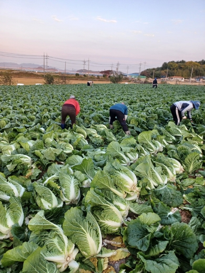 해남 배추밭 picture 1