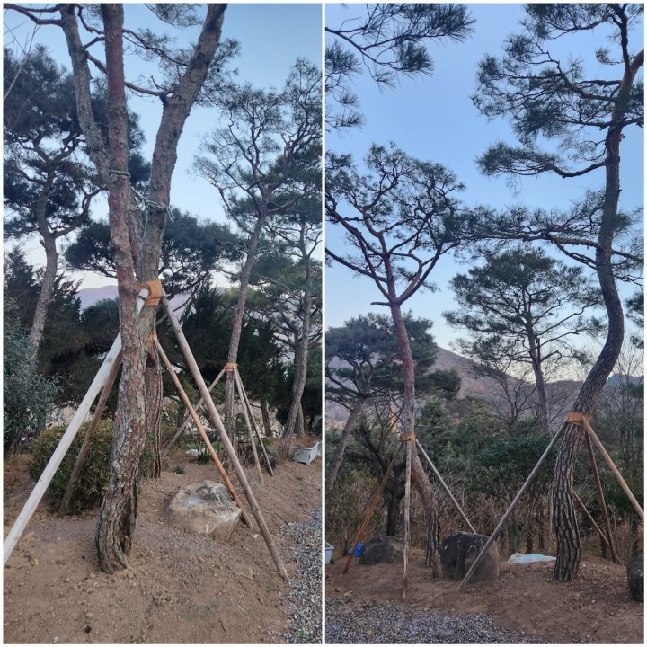 조경식재 picture 3