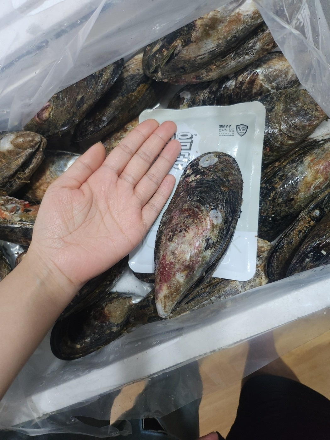 추자도 참 홍합 picture 1