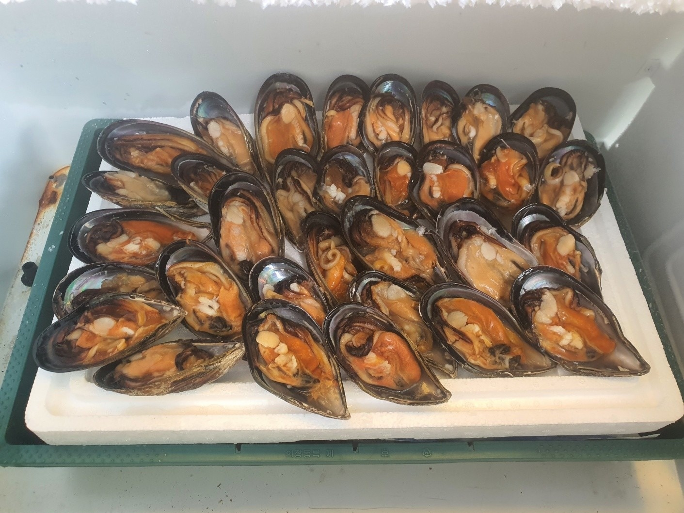 추자도 참 홍합 picture 2