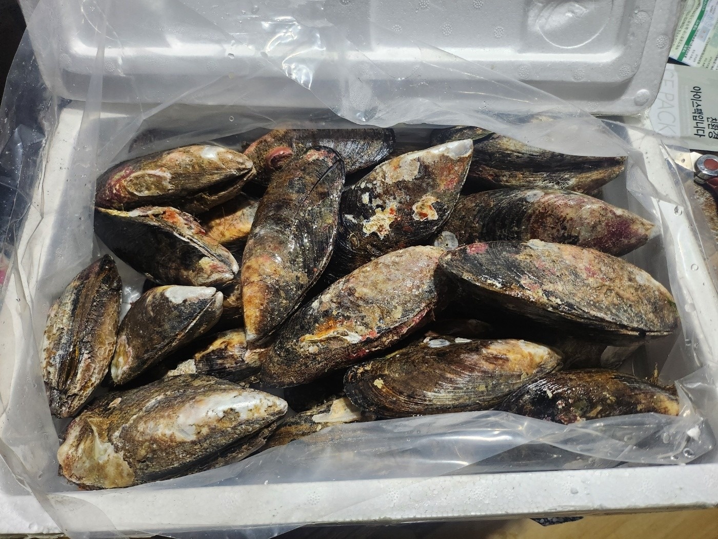 추자도 참 홍합 picture 3