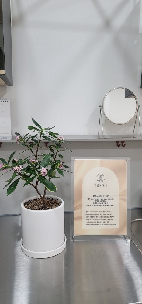 실면도헤라 picture 1