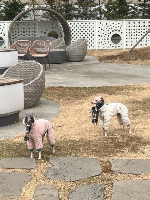 하고만다 picture 0
